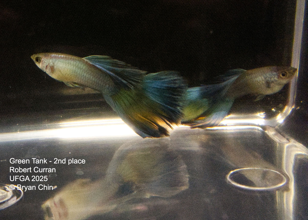 Guppy Green